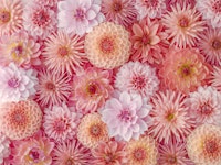 Dahlia Dreams tapete
