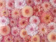 Dahlia Dreams
