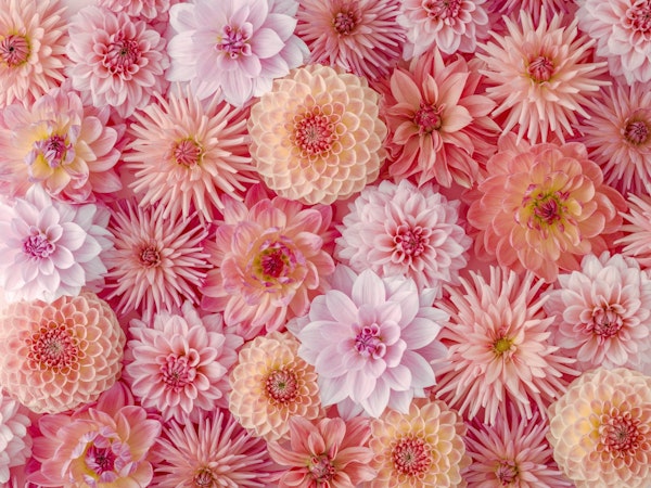 Dahlia Dreams