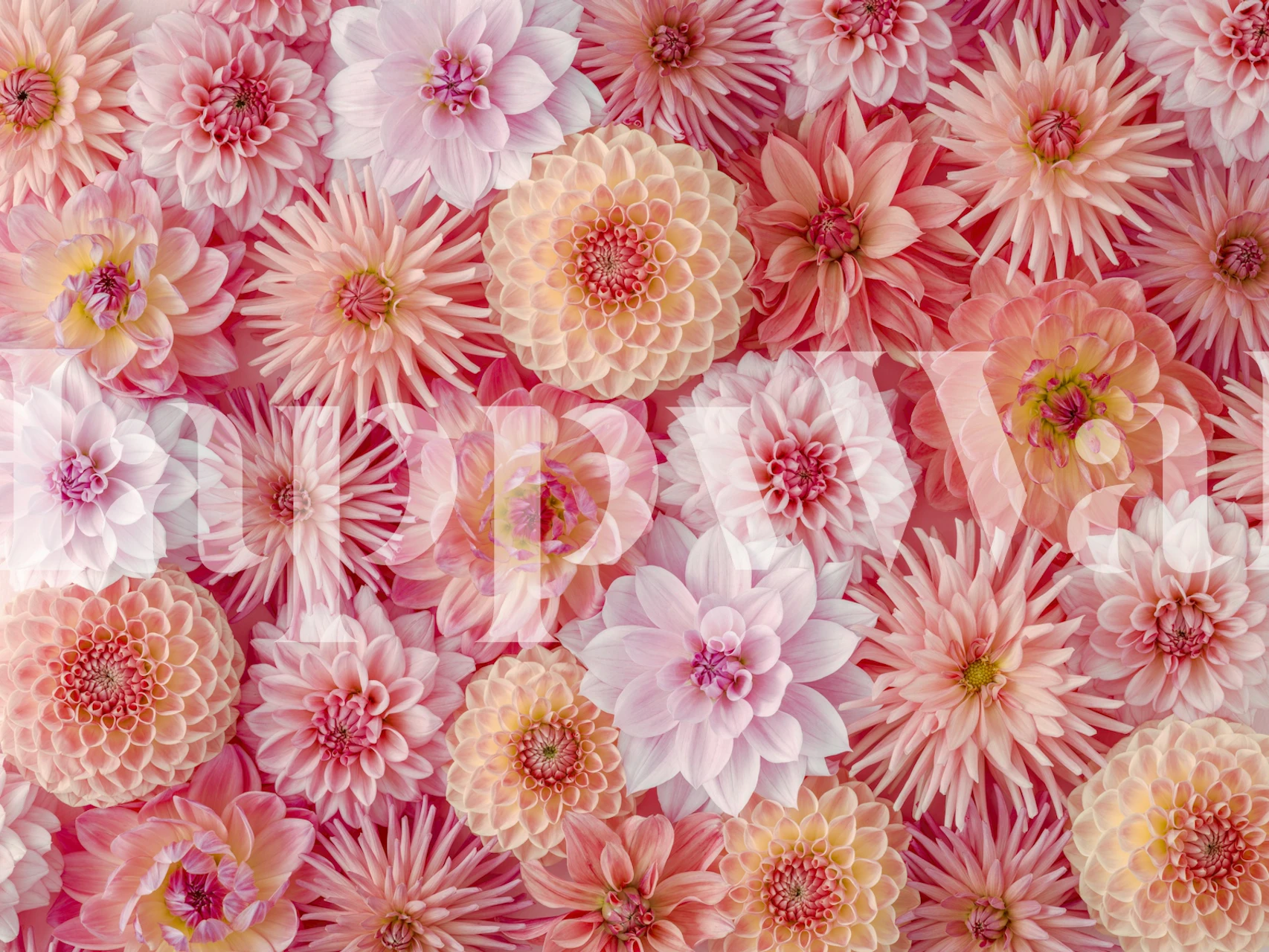 Floral wallpaper design featuring dahlias in pink tones