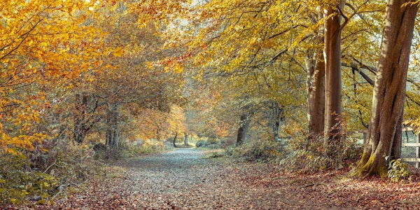Serene Fall Path