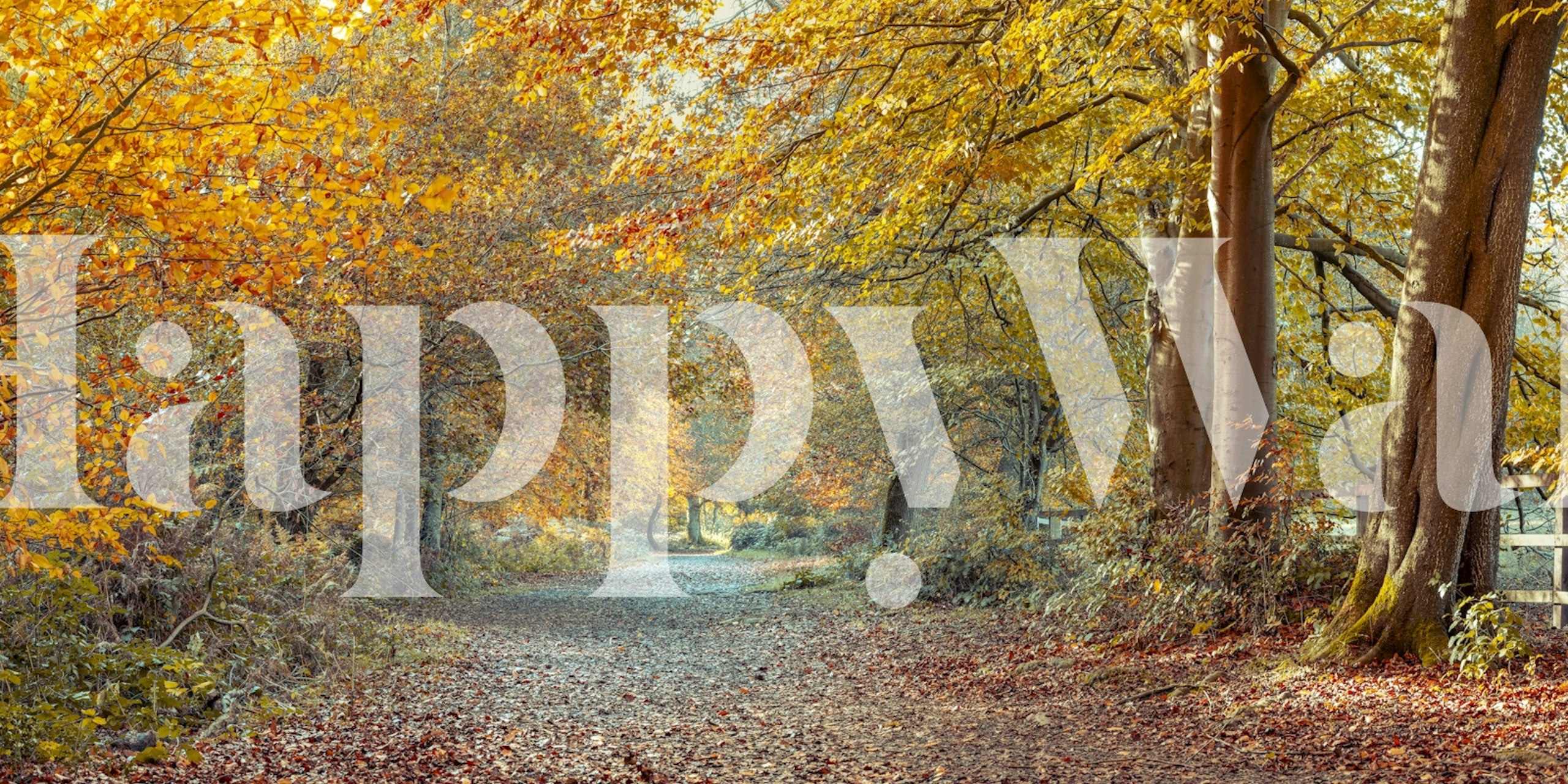 Serene fall path wallpaper in a room