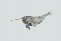 Narwhal with Golden Tusk behang