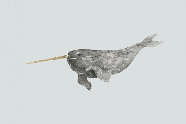 Narwhal with Golden Tusk