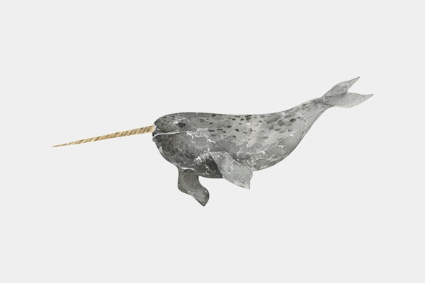 Soft Gray Narwhal