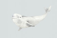 Arctic Ocean Beluga carta da parati