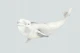 Arctic Ocean Beluga