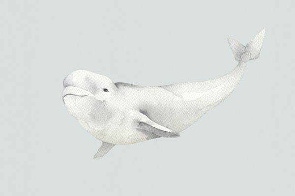 Arctic Ocean Beluga
