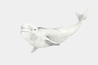 Floating White Beluga carta da parati
