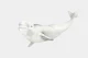 Floating White Beluga
