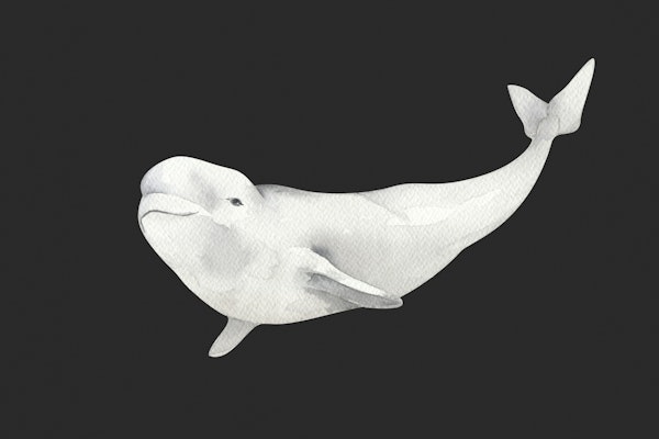 Beluga in the Deep