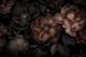 Opulent Gothic Garden Grandeur Mahogany Brown