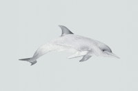 Dolphin in Motion tapete
