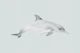 Dolphin in Motion