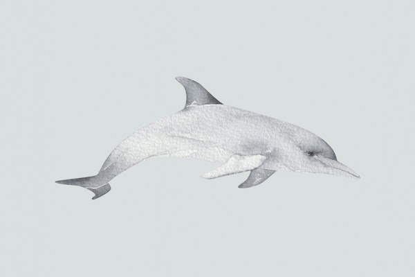 Dolphin in Motion