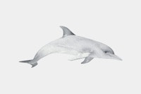 Graceful Sea Dolphin tapete