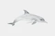 Graceful Sea Dolphin