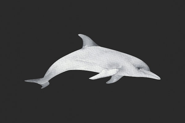 Deep Sea Dolphin