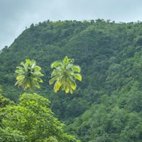 Verdant Hills and Palms wallpaper