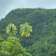 Verdant Hills and Palms