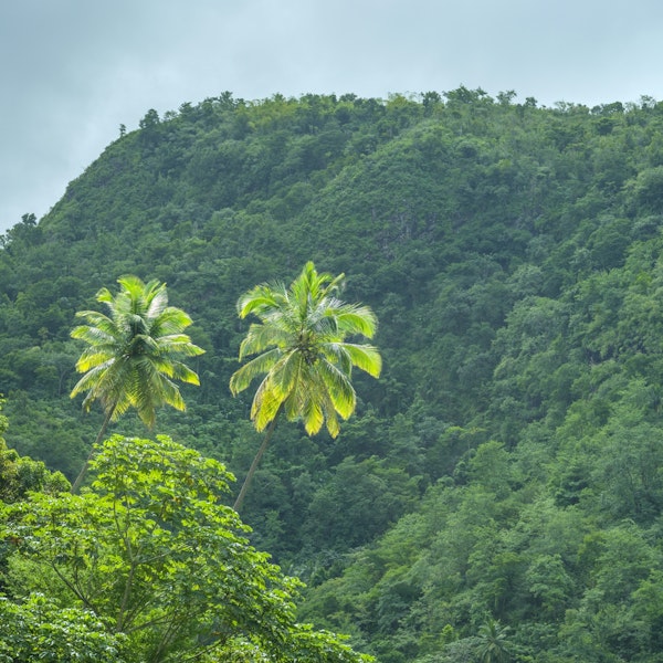 Verdant Hills and Palms
