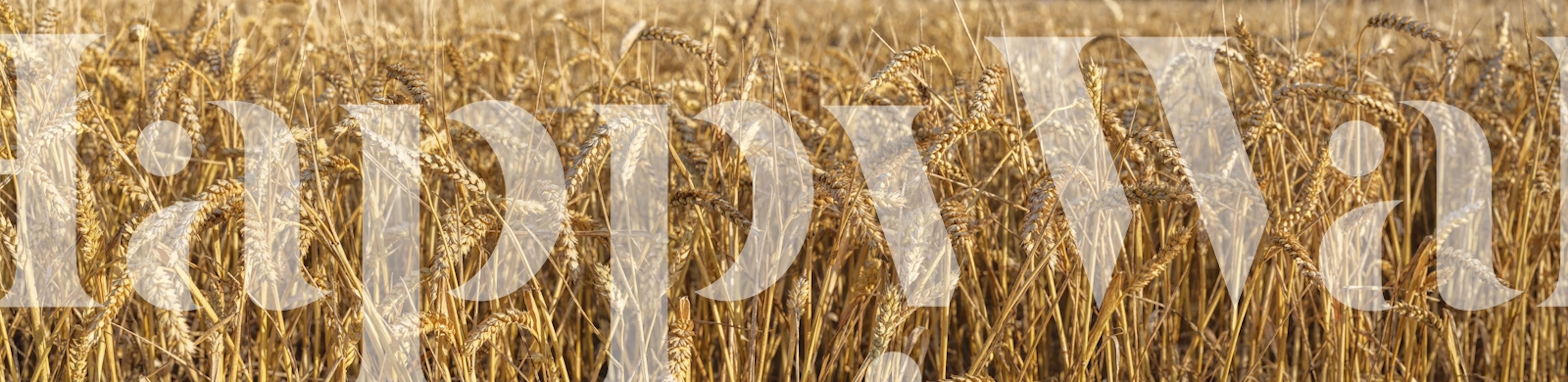 Golden Wheat Field tapet i et rom