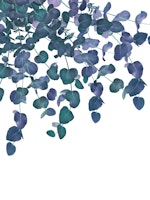 Eucalyptus Delight 3 tapety