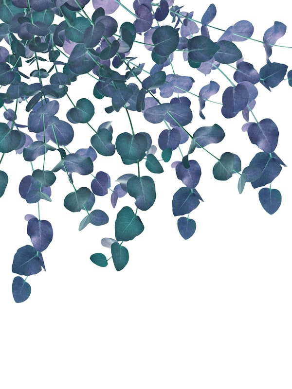 Eucalyptus Delight 3