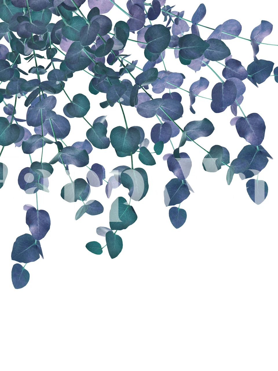 Eucalyptus leaves in shades of green on a white background wallpaper