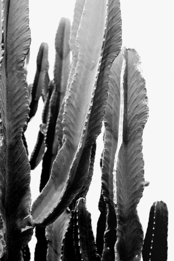 Monochrome Cactus Photo