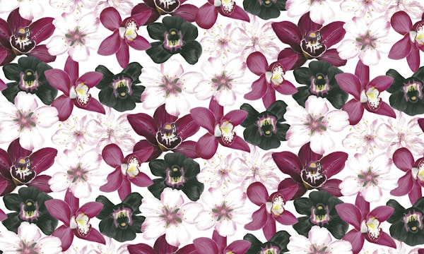 Exquisite Orchid Beauty