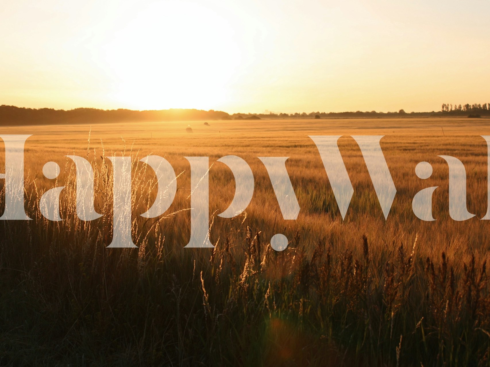 Golden wheat field under soft morning sunlight wallpaper