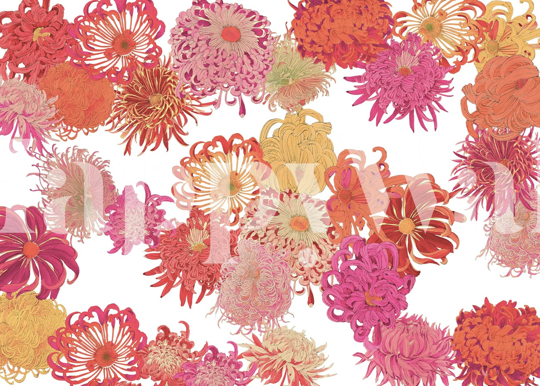 Warm Blossom Burst blomster tapet i et rom