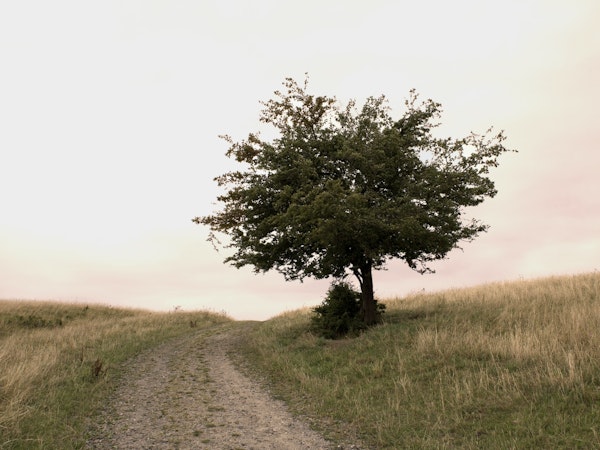 Tree on a hilltop nature photography mural