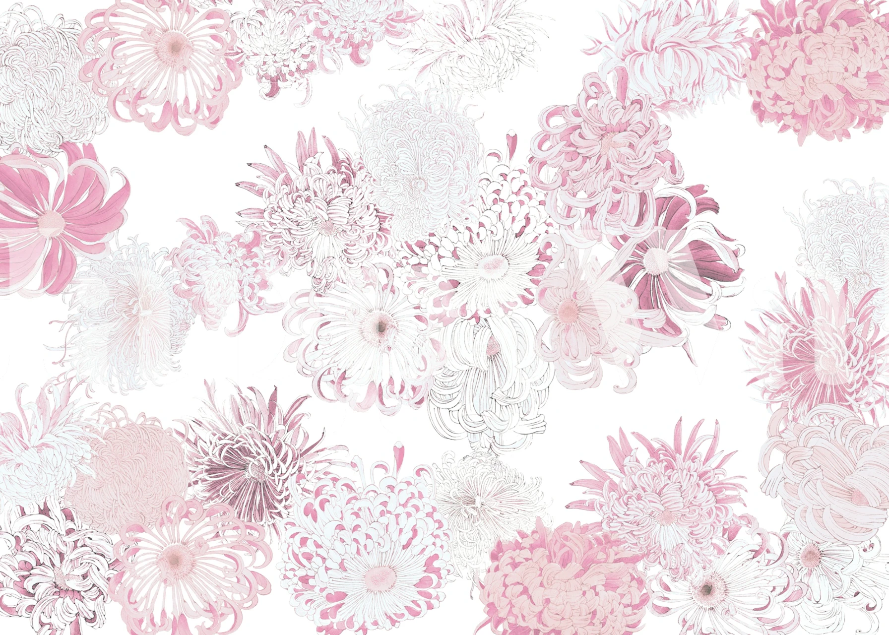 Floral Pink Petal Elegance wallpaper in a room