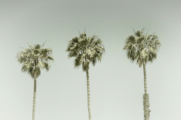 Three Vintage Palm Trees