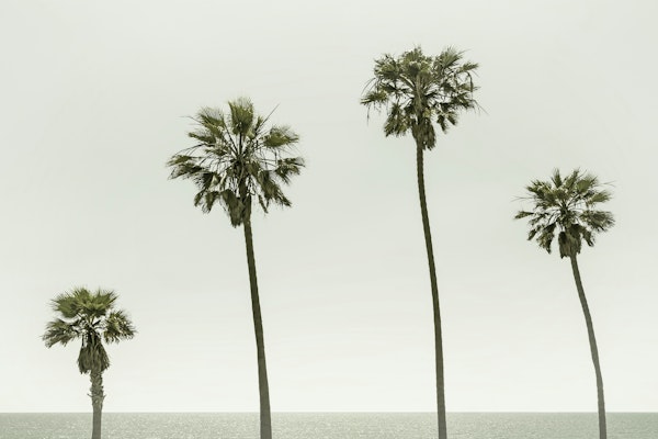 Vintage Palm Trees at the beach