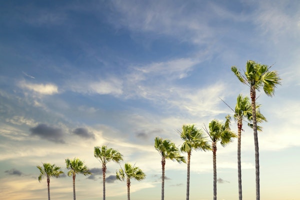 Palm trees in evening glow