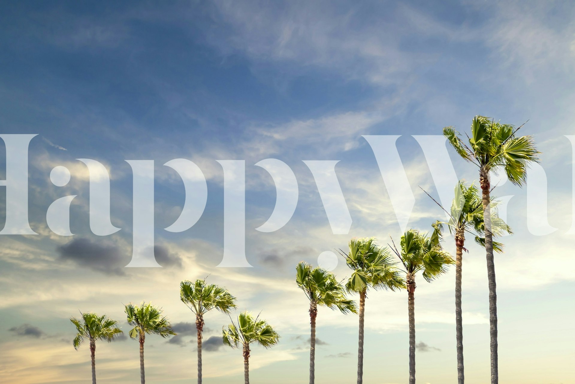 Palm trees in evening glow tapetti esitelty huoneessa