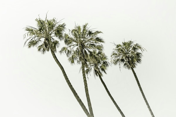 Calm Breeze Palms