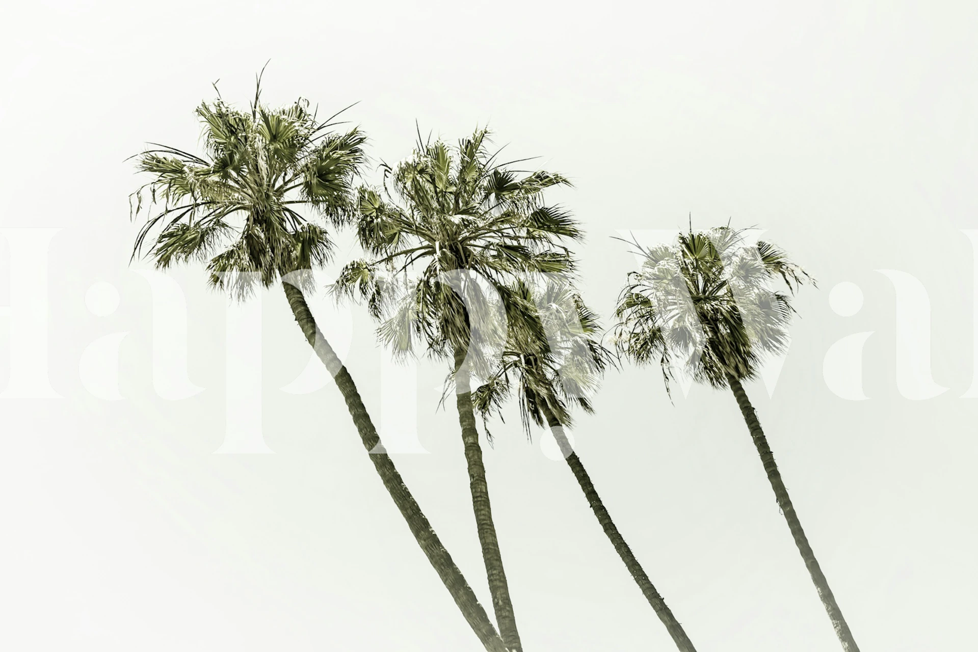 Calm Breeze Palms-tapetti huoneessa