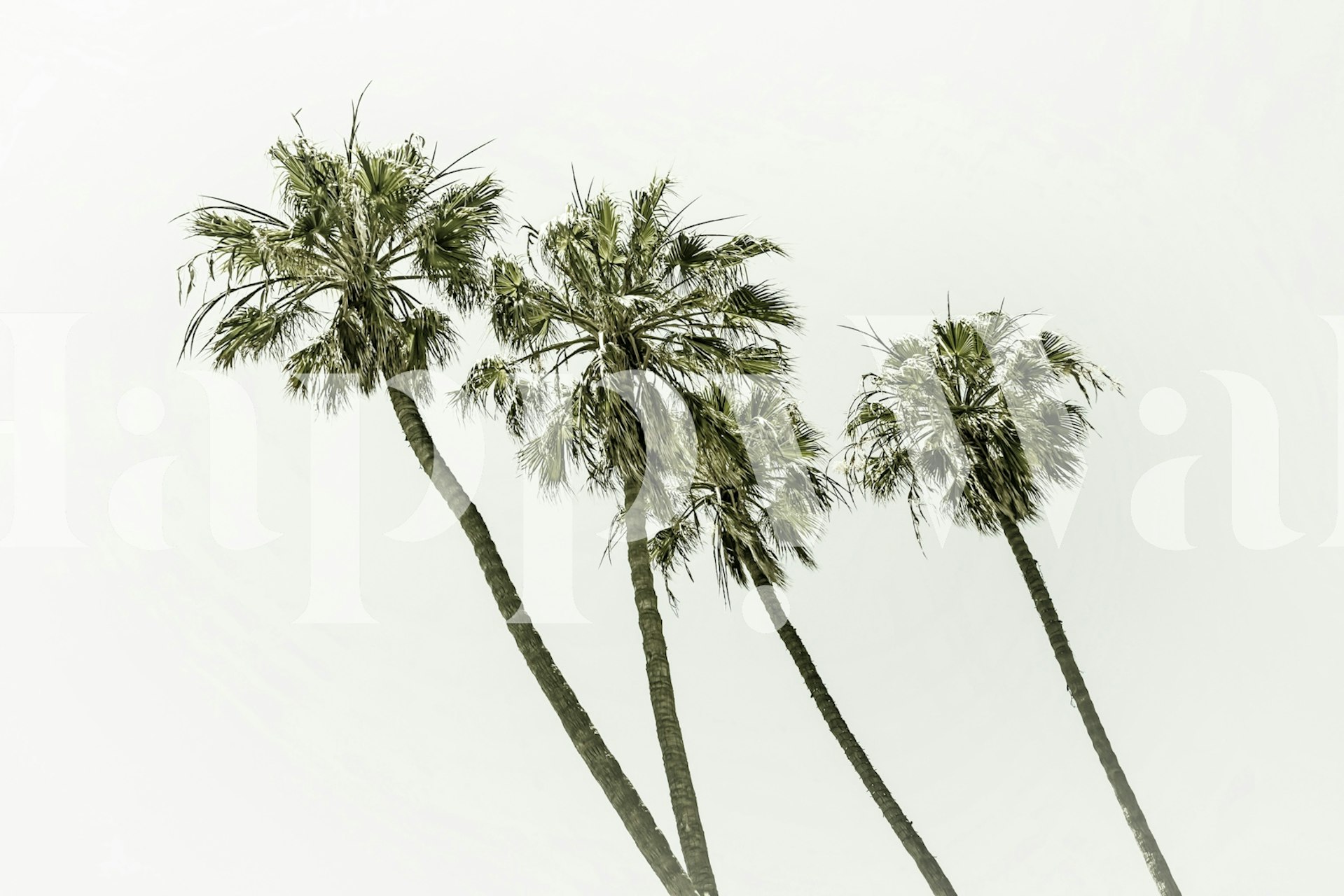 Tropical palm trees on a white background wallpaper