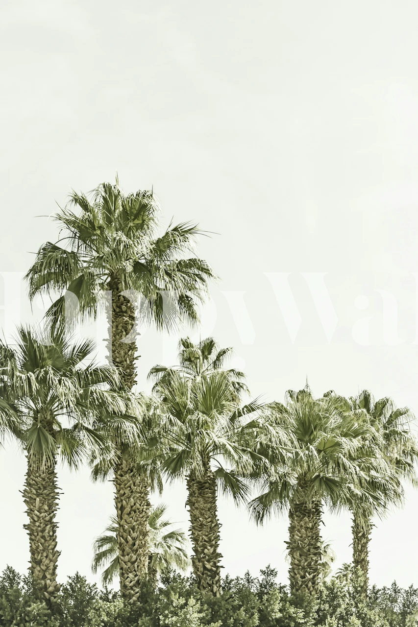 Tapeta Sunny Palm Oasis v pokoji