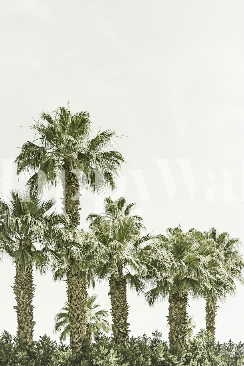 Sunny Palm Oasis wallpaper in a room