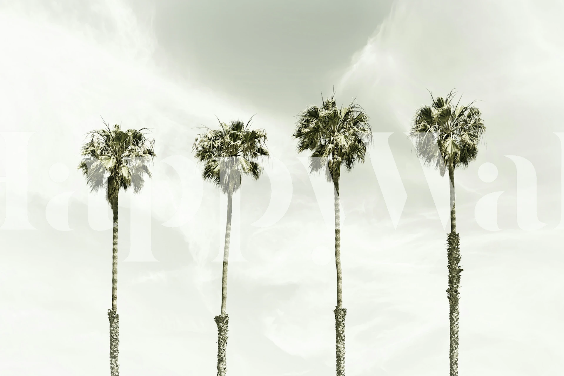 Four tropical palm trees against a cloudy sky wallpaper