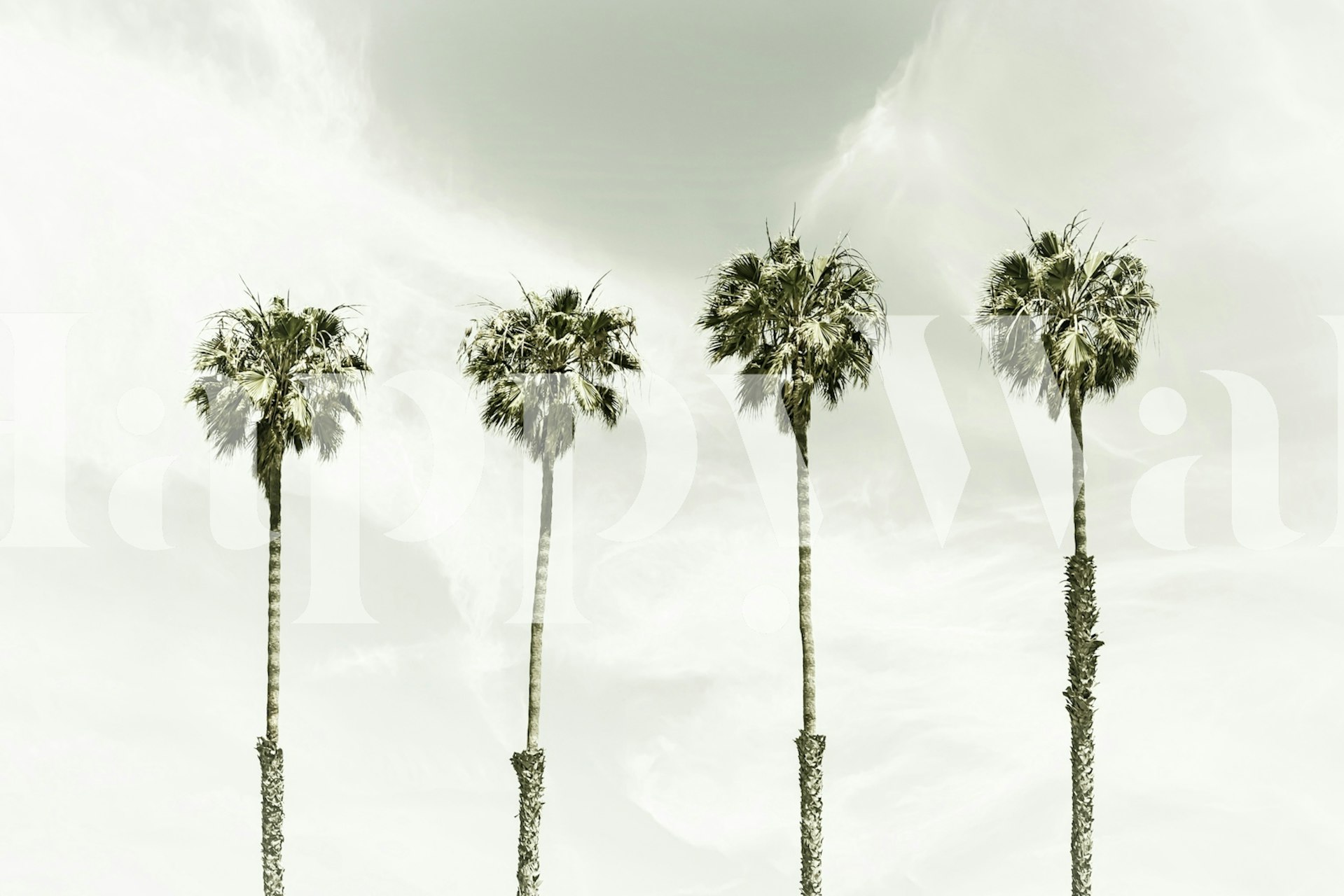 Four tropical palm trees against a cloudy sky wallpaper