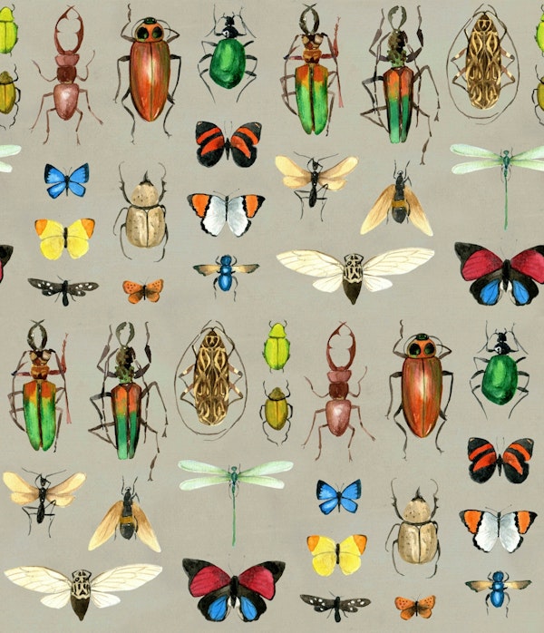The Usual Suspects - Insects on grey large