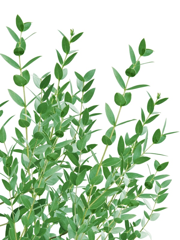 Eucalyptus Leaves Delight 3