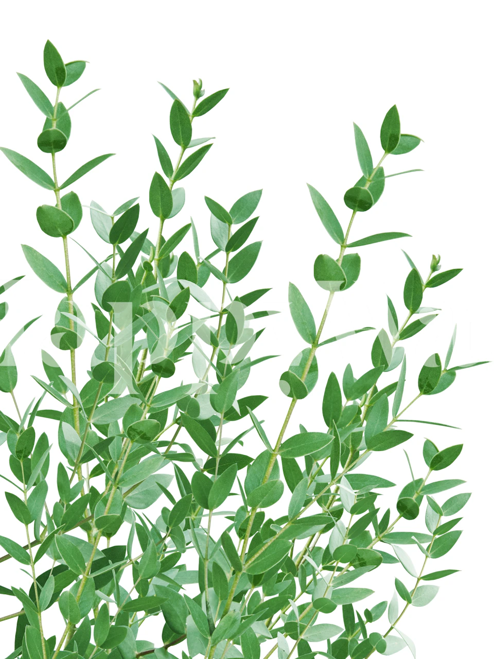 Eucalyptus leaves behang in een kamer