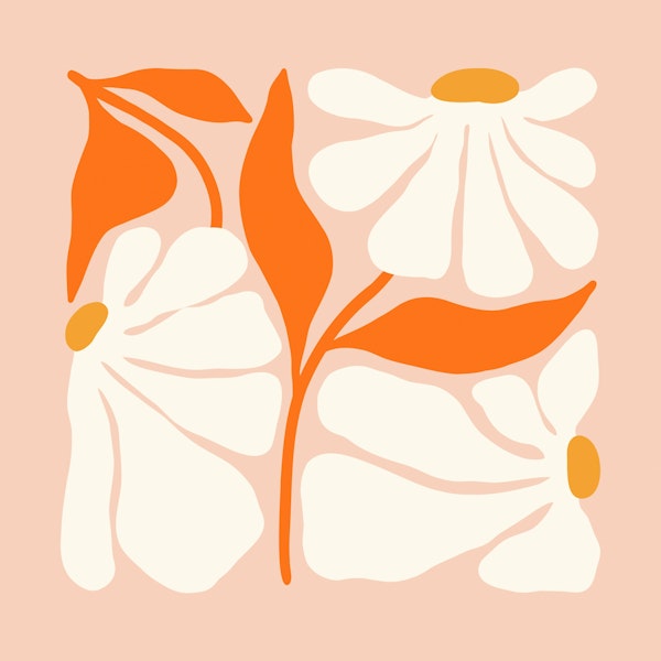 Bold Daisy Blooms on Soft Peach